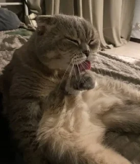 🐱 emoji кысенька ван лав💓💓💓 Telegram sticker 18 of 44