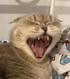 🐱 emoji кысенька ван лав💓💓💓 Telegram sticker 20 of 44