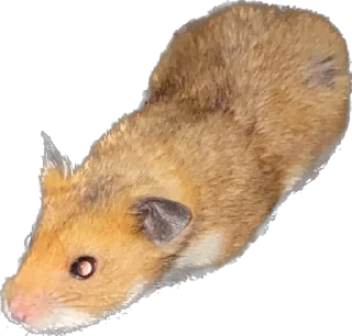😴 emoji буба хомяк 🐹 Telegram sticker 14 of 26