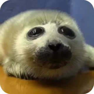 🥺 emoji тюлєнчікіііі іриии :: @sealnyashka Telegram sticker 10 of 55