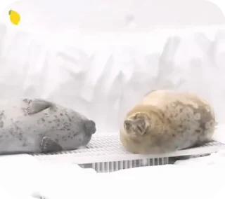 🤬 emoji тюлєнчікіііі іриии :: @sealnyashka Telegram sticker 24 of 55