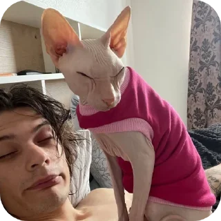 ✋ emoji кошк лал Telegram sticker 7 of 11