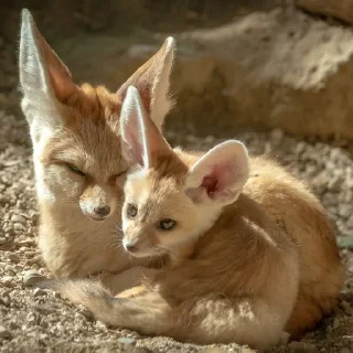 🌟 emoji Феньки fennec @monafca Telegram sticker 9 of 115