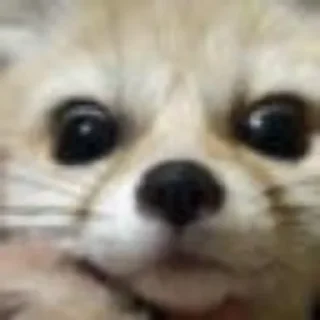 Sticker from Феньки fennec @monafca