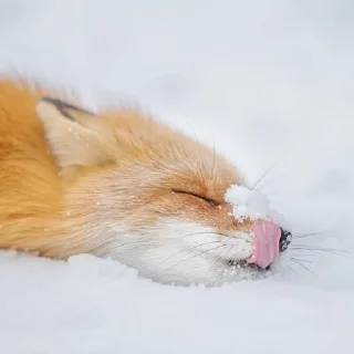 🌟 emoji The Fox @AttackOfTendern3ss Telegram sticker 15 of 108