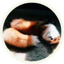 😴 emoji 🦊 Лисы @lennysticker Telegram sticker 12 of 38