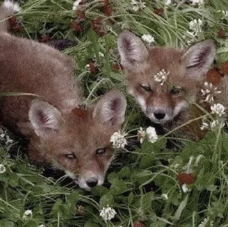 🌟 emoji FOXES.ᐟ⭒@charlotteveyas Telegram sticker 22 of 30
