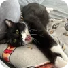 ❤ emoji Kitty Telegram sticker 7 of 62