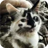 🐱 emoji Kitty Telegram sticker 8 of 62