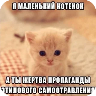 🐱 emoji мили кити :³ @SoyBite Telegram sticker 24 of 50
