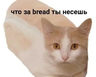 🤨 emoji Кити Кэт пикчи Telegram sticker 20 of 43