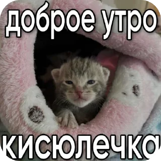 🐱 emoji мили кити :³ @SoyBite Telegram sticker 16 of 50