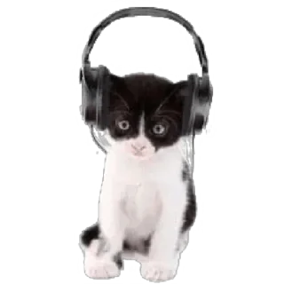 😻 emoji кити | @Stick4Gram Telegram sticker 17 of 24