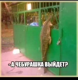 🌟 emoji Дима винте лох Telegram sticker 24 of 29