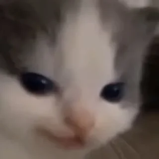 🙃 emoji котики лины Telegram sticker 5 of 25
