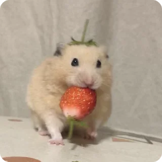 🍓 emoji ⁺ִ𝕙𝕒𝕞𝕤𝕥𝕖𝕣𝕤 @hehe_helen༉ Telegram sticker 10 of 47