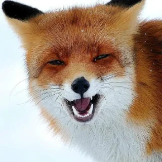 🤨 emoji Лися - (@Black8Raven) Telegram sticker 24 of 95