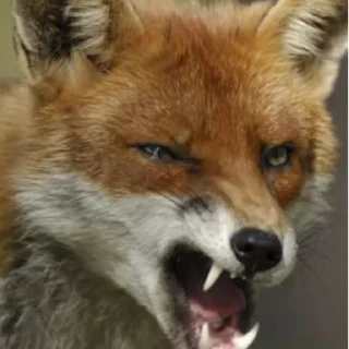 🤬 emoji Лися - (@Black8Raven) Telegram sticker 23 of 95