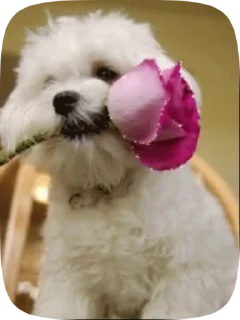😘 emoji люті пси Telegram sticker 17 of 24