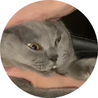 🌟 emoji Luzga Telegram sticker 5 of 20