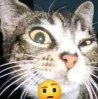 🤨 emoji Бусинда Telegram sticker 1 of 46