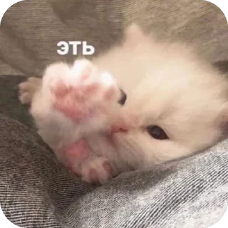 🫥 emoji Котики на все случаи Telegram sticker 9 of 120