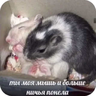 🫥 emoji Котики на все случаи Telegram sticker 23 of 120