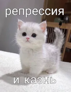 🌟 emoji убийственные котята Telegram sticker 9 of 51