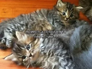 🌟 emoji убийственные котята Telegram sticker 20 of 51