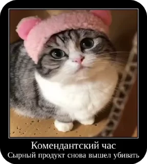 🌟 emoji Комару от коконата3 Telegram sticker 21 of 52