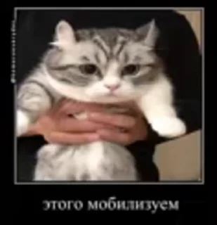 🤩 emoji камару @TgEmodziBot Telegram sticker 14 of 59