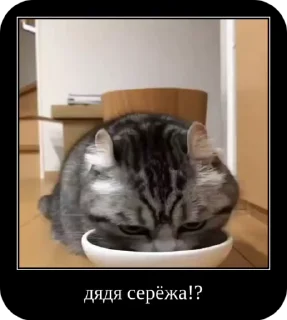 🌟 emoji Комару от коконата3 Telegram sticker 13 of 52