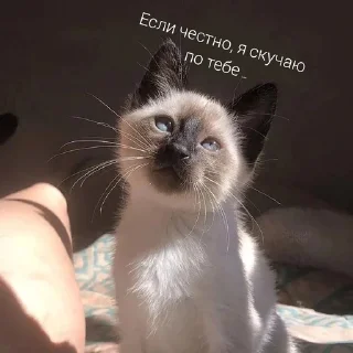 💓 emoji Няш пикчи Telegram sticker 19 of 82