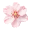 🤩 emoji 𝐅𝐥𝐨𝐰𝐞𝐫𝐬 🌸 @EVXSSQ Telegram sticker 19 of 73