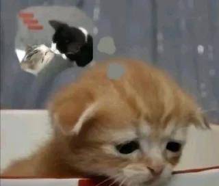 ❤️ emoji кетики 🐈🐈‍⬛🐈🐈‍⬛🐈🐈‍⬛🐈🐈‍⬛ Telegram sticker 11 of 31