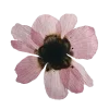 🤩 emoji 𝐅𝐥𝐨𝐰𝐞𝐫𝐬 🌸 @EVXSSQ Telegram sticker 15 of 73
