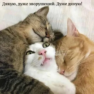 💕 emoji Кітики🐱 Telegram sticker 21 of 26