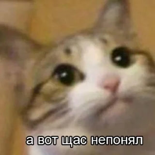 🤨 emoji Stikosik Telegram sticker 12 of 32