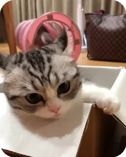 😿 emoji котёнок ШИЗОИД @freeKITTENSHIZ Telegram sticker 12 of 58