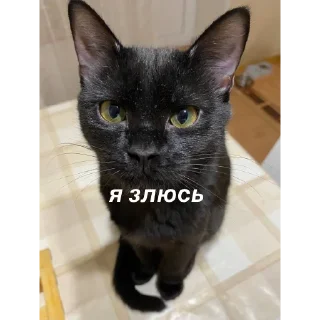 😠 emoji Васса Telegram sticker 17 of 106