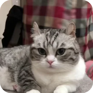 👐 emoji котёнок ШИЗОИД @freeKITTENSHIZ Telegram sticker 17 of 58