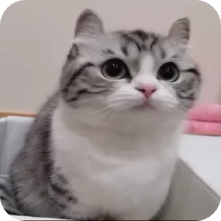 🐱 emoji котёнок ШИЗОИД @freeKITTENSHIZ Telegram sticker 5 of 58