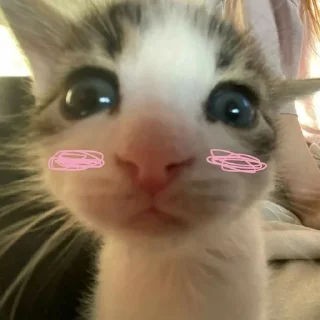 💗 emoji @Obezyana_VInternete kotiki lo Telegram sticker 24 of 41