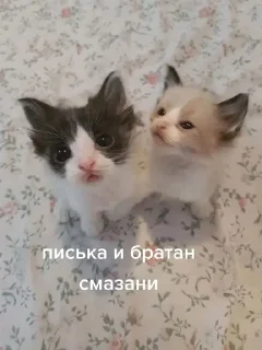 😶 emoji писька и братан Telegram sticker 10 of 36