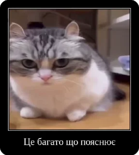 🌟 emoji Котики українською Telegram sticker 18 of 50