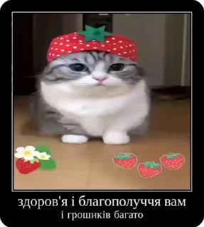 🌟 emoji Котики українською Telegram sticker 14 of 50