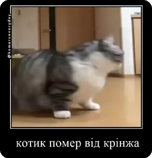 🌟 emoji Котики українською Telegram sticker 20 of 50