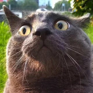 😨 emoji catsmemesFL Telegram sticker 7 of 50