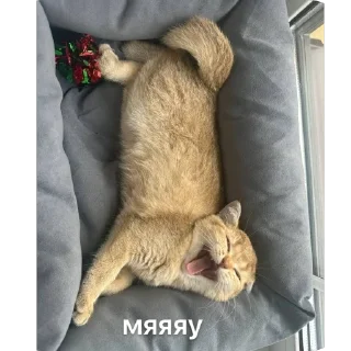 🫥 emoji kitten Telegram sticker 10 of 36
