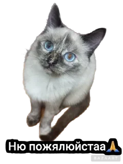 🌟 emoji Писюльки Telegram sticker 12 of 23